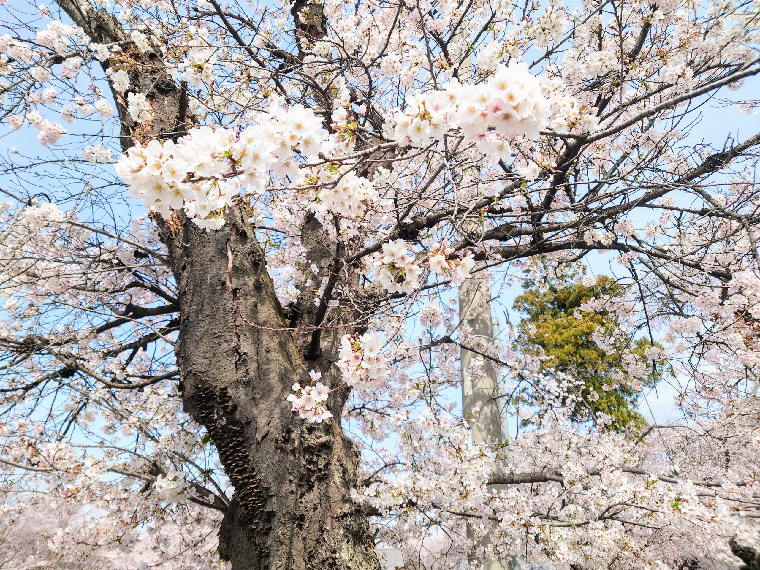観音寺のさくら